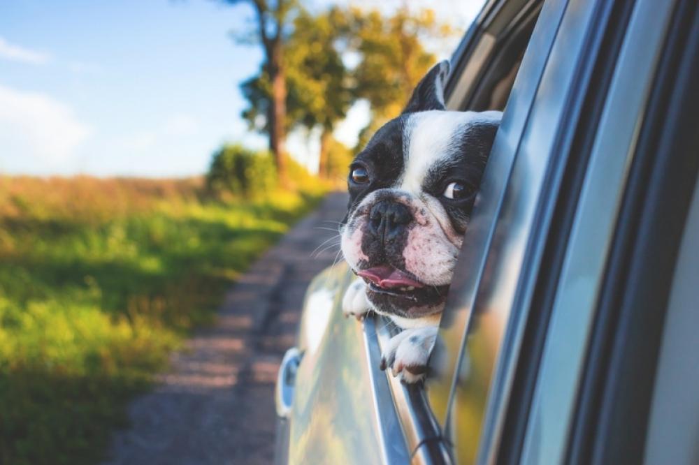 Transporte de animais. Como fazer e o que diz a lei para evitar surpresas.